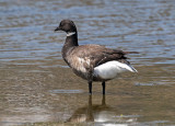 Brant
