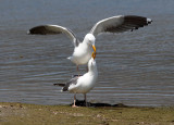 Western Gulls