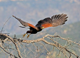Harris's Hawk (F)