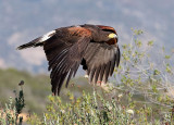 Harris's Hawk (F)
