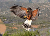Harris's Hawk (F)