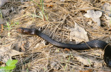 Coluber flagellum flagellumEastern Coachwhip