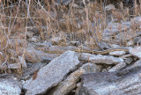 Coluber taeniatus taeniatusDesert Striped Whipsnake