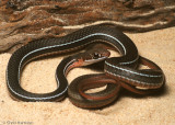 Coluber schottiSchott's Whipsnake