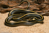 Salvadora grahamiae lineataTexas Patchnosed Snake