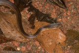 Mastigodryas melanolomusSalmon-bellied Racer
