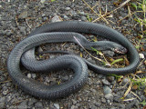 Drymarchon melanurus orizabensisOrizaba Cribo