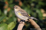 Yellow-rumped Warbler