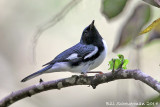 Black-throated Blue Warbler