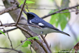 Black-throated Blue Warbler