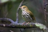 Ovenbird