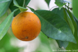 Orange tree in wild
