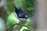Black-throated Blue Warbler