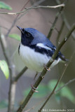 Black-throated Blue Warbler