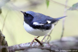 Black-throated Blue Warbler