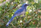 Florida Scrub Jay
