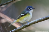 Blue-headed Vireo