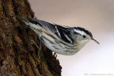 Black & White Warbler