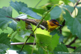 Cape May Warbler