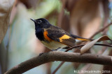 American Redstart