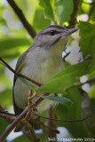 Black-whiskered Vireo