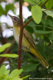 Yellow-green Vireo