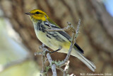 Black-throated Green Warbler