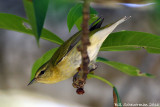 Tennessee Warbler