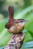 Carolina Wren