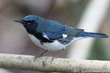 Black-throated Blue Warbler