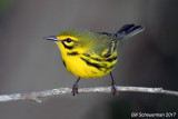 Prairie Warbler