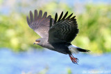 Snail Kite