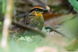 Rufous-crowned Antpitta