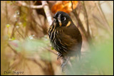 Crescent-faced Antpitta