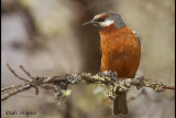 Gaint Conebill
