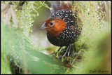 Ocellated Tapaculo