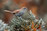 White-chinned Thistletail