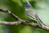 Foothill Elaenia (Myiopagis olallai)
