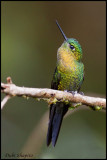 Golden-breasted Puffleg (Eriocnemis mosquera)