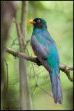 Choco Trogon (Trogon comptus)