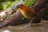 Yellow-breasted Antpitta