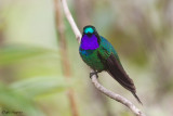 Purple-throated Sunangel