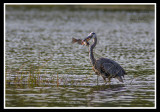 Great Blue Heron/Grand Héron