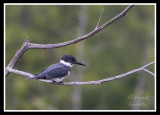 Belted Kingfisher/Martin-pêcheur d'Amérique