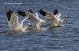 Snow Goose/Oie des neiges