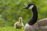 Canada Goose/Bernache de canada_3871.jpg