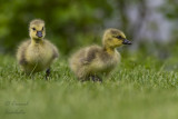 Canada Goose/Bernache de canada_4035.jpg