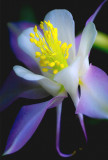 Floral Portfolio