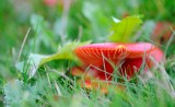 Fungi