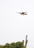 Birds of Prey